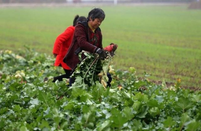 安徽淮北6万斤萝卜出售