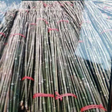大棚用竹，菜架竹，