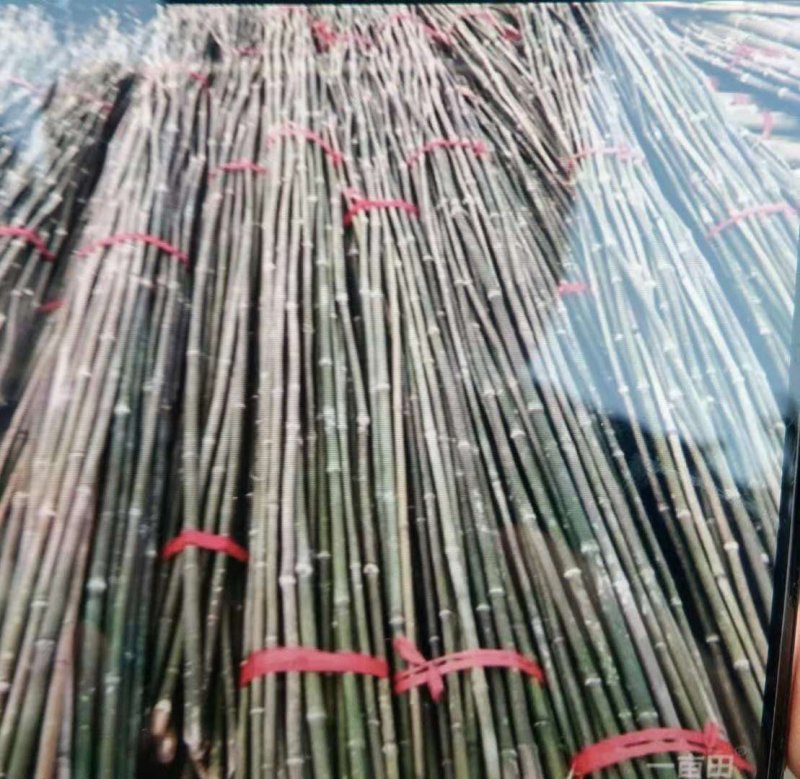 大棚用竹，菜架竹，