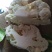 优质菜花.白花菜.实花.花椰菜.诚信代发全国各地