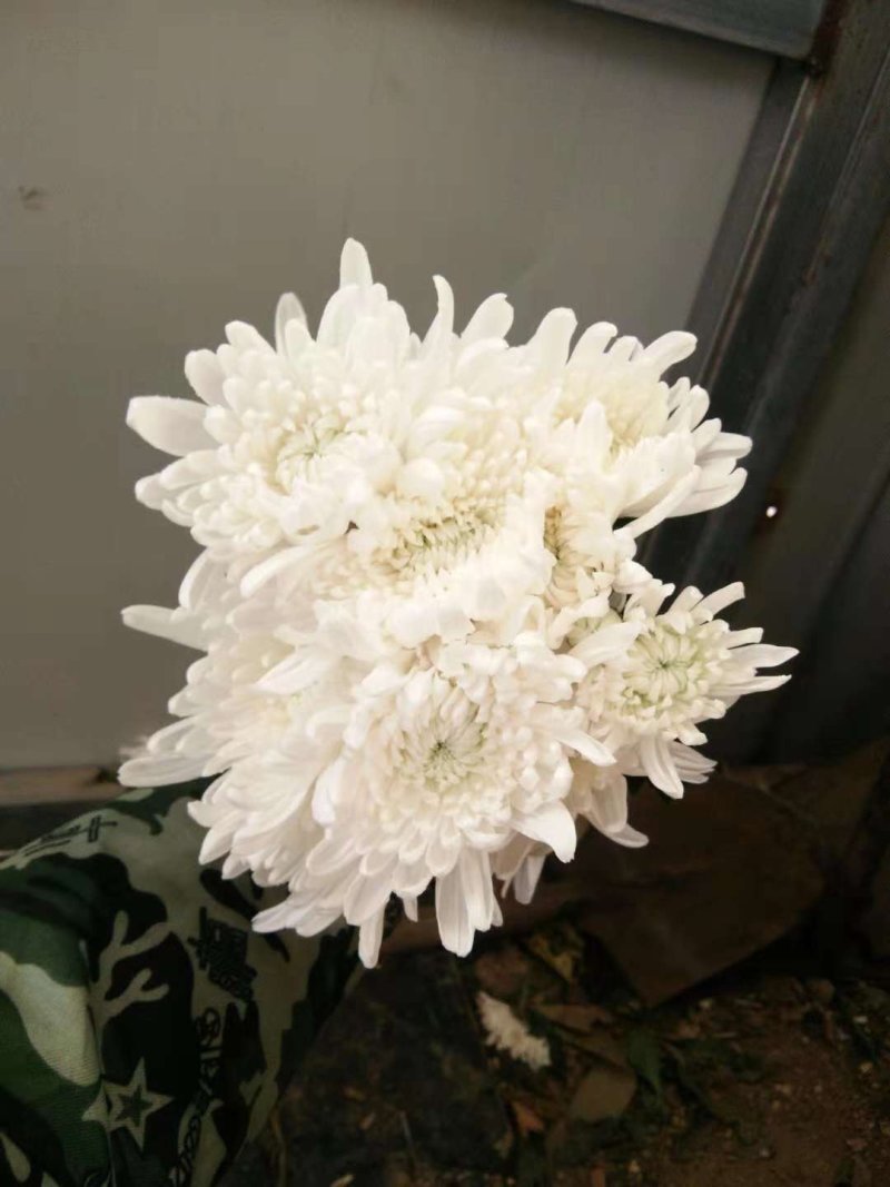 菊花