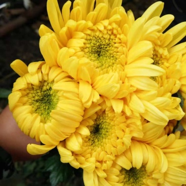 菊花