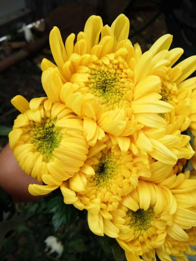 菊花