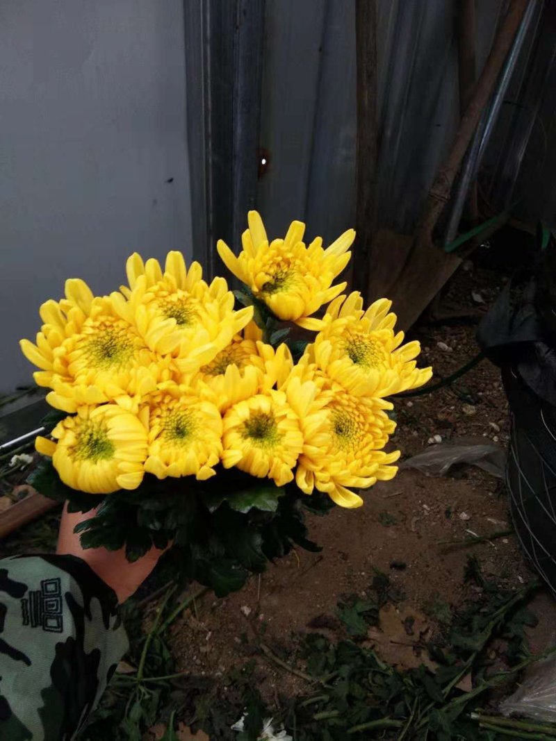 菊花