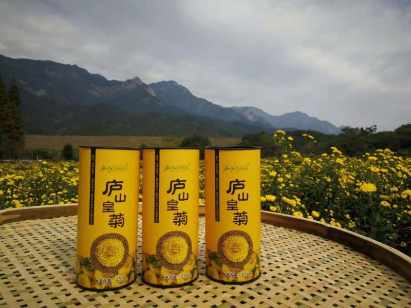 庐山皇菊，贡菊。菊花茶，厂家直销，大量供应。