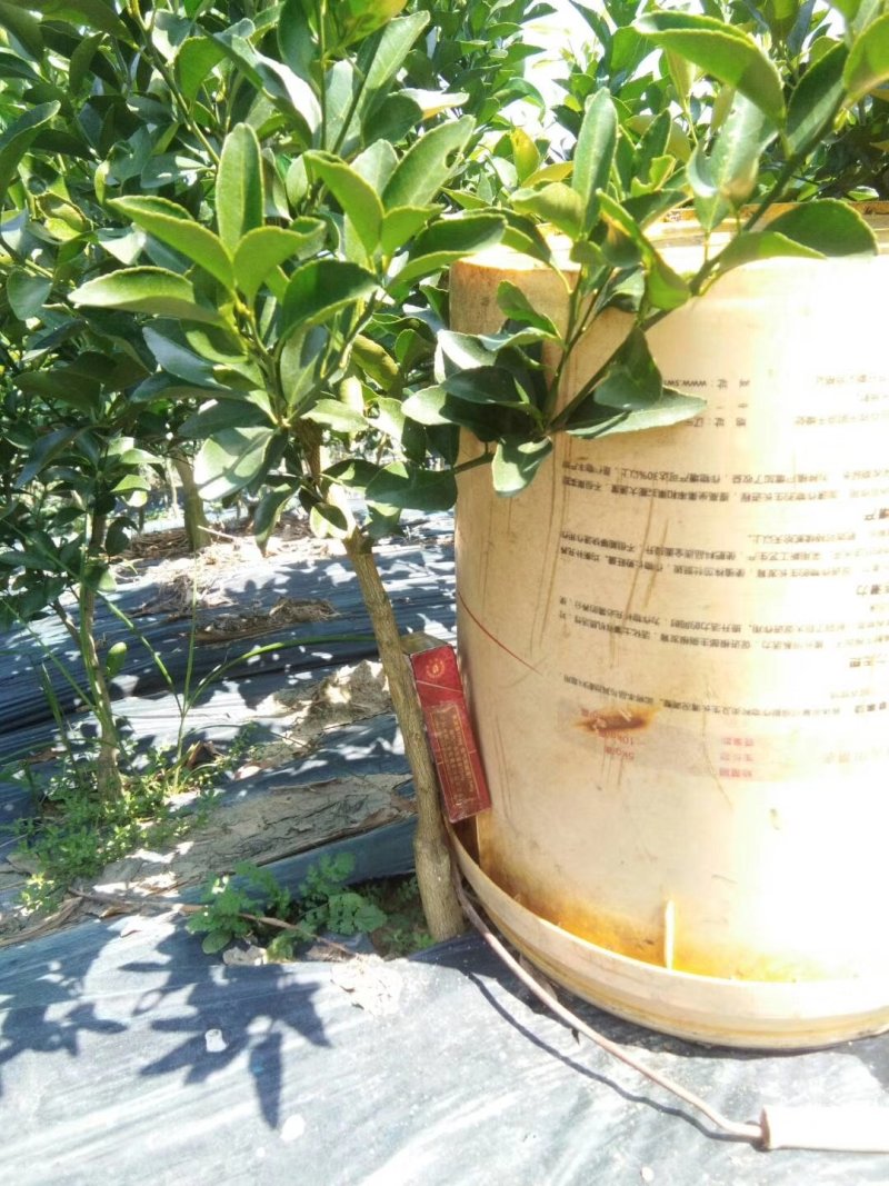 沙糖桔苗精品二年移栽大苗次年挂果（免费枝术支持）