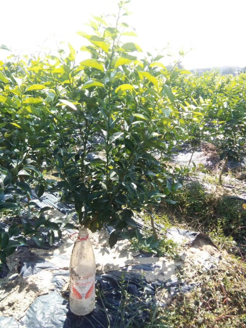 沙糖桔苗精品二年移栽大苗次年挂果（免费枝术支持）