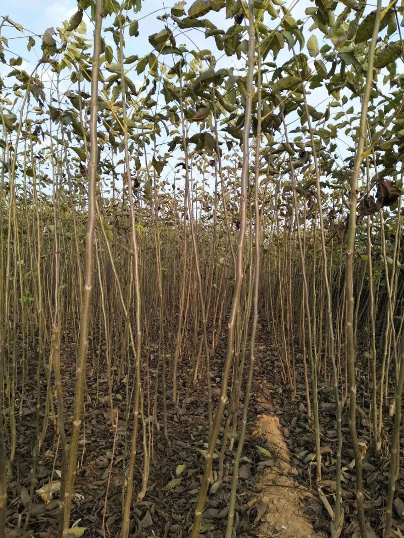 核桃树苗