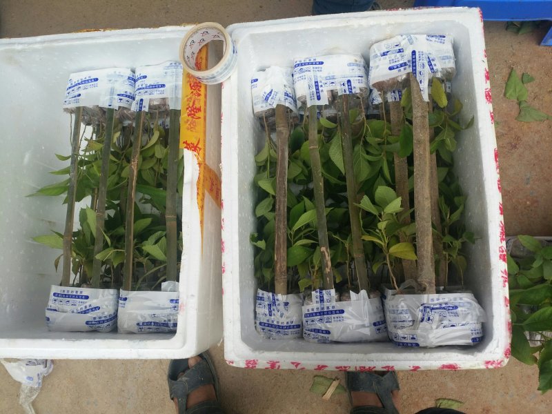 五指毛桃