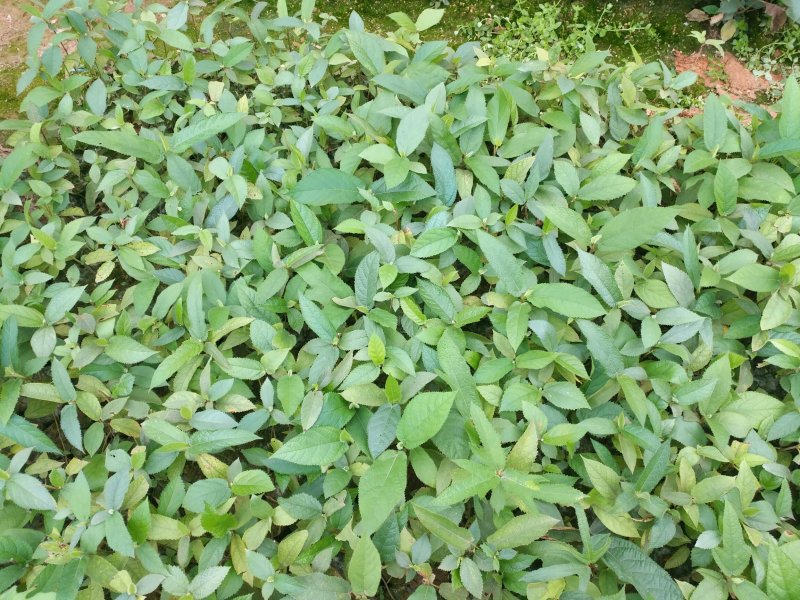 五指毛桃