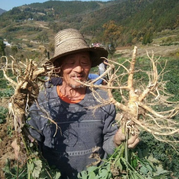 白花前胡