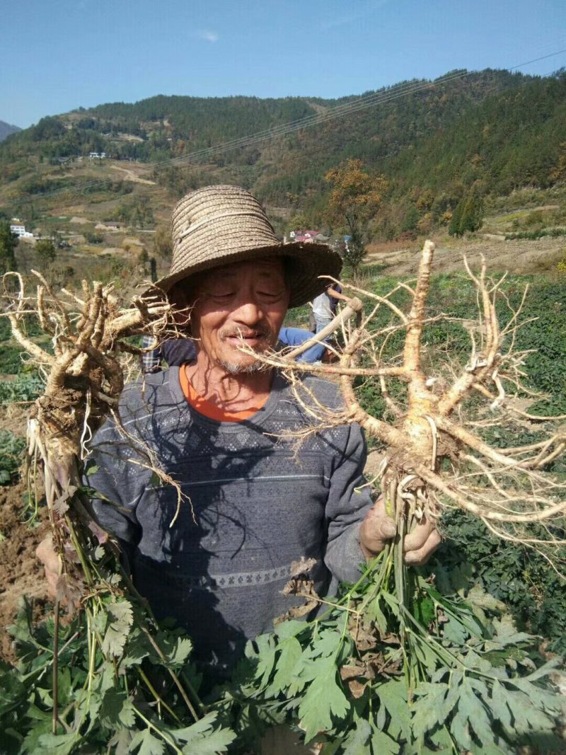 白花前胡