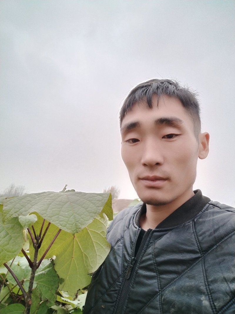 梓树小苗