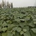 梓树小苗