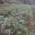 花椒苗