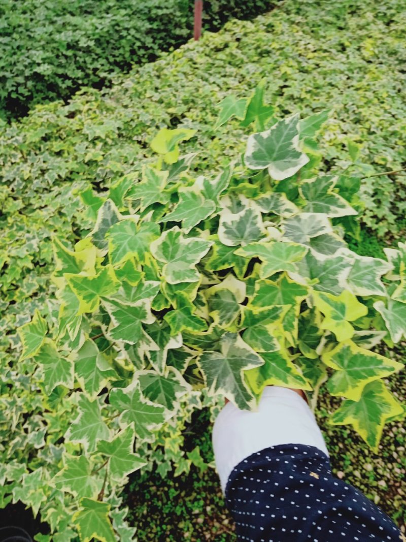 产地直销批发精品常春藤（可出口）