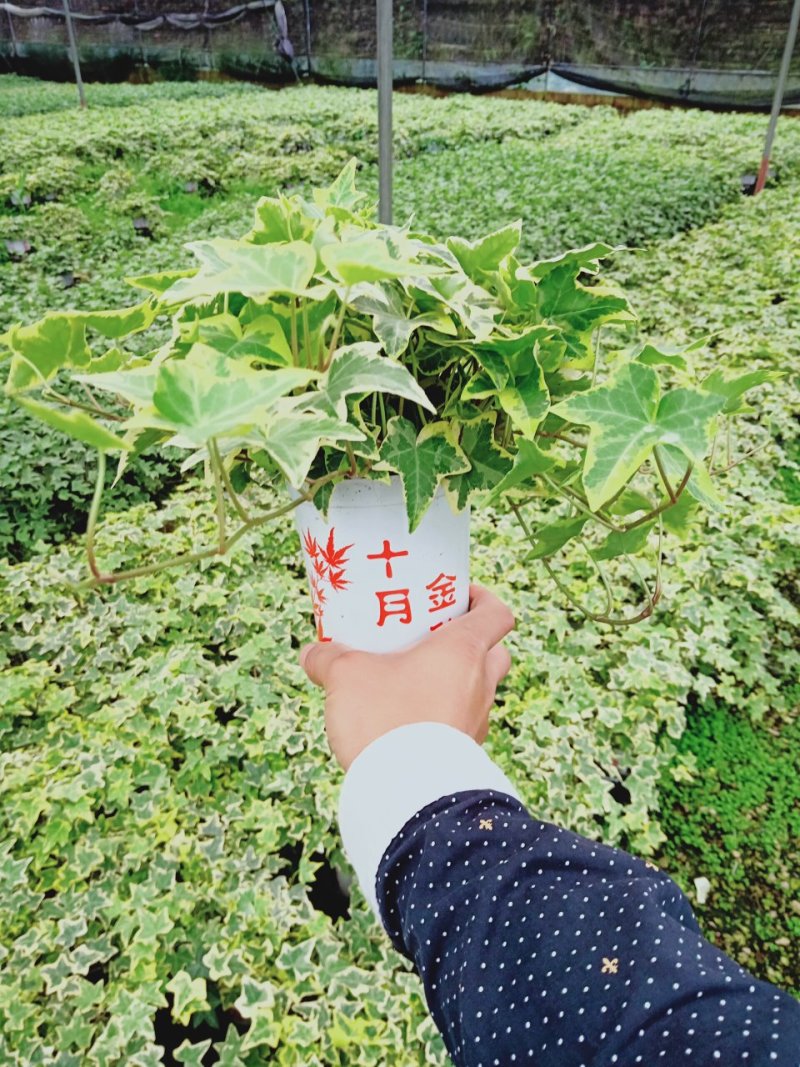 产地直销批发精品常春藤（可出口）