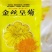 金丝菊，徽州贡菊