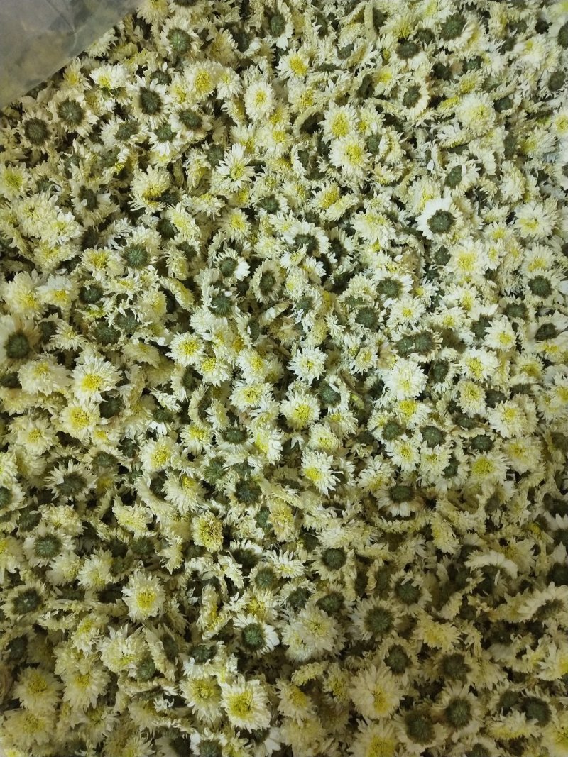 金丝菊，徽州贡菊