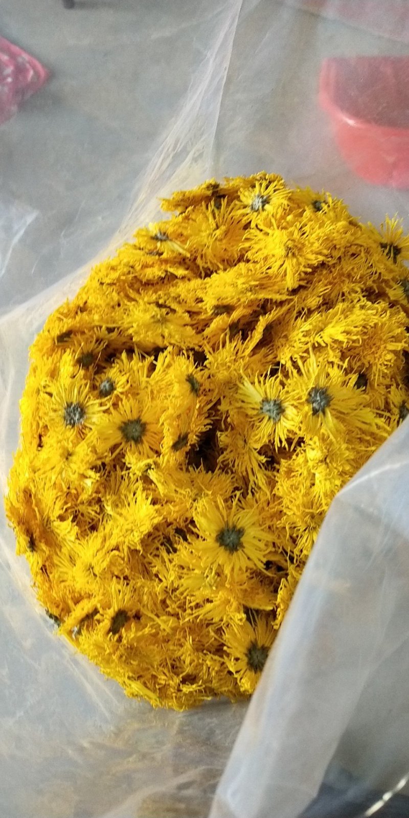 金丝菊，徽州贡菊