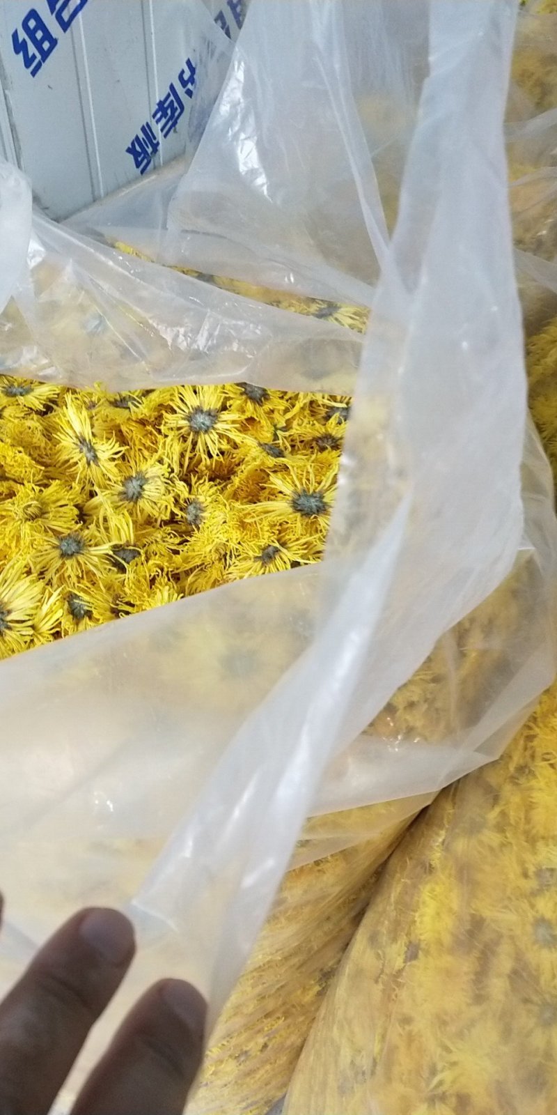 金丝菊，徽州贡菊