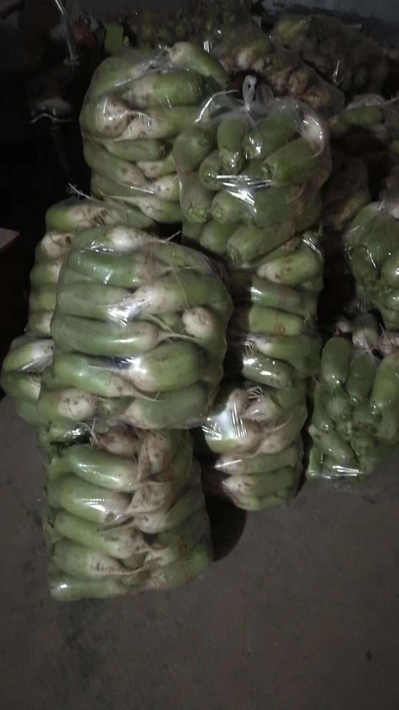 精品青萝卜水洗萝卜，可包装，可加工萝卜干，