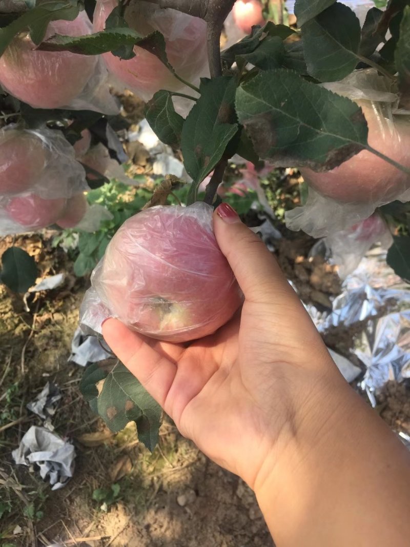 陕西红富士苹果一件代发对接电商微商，快递包邮，货源充足