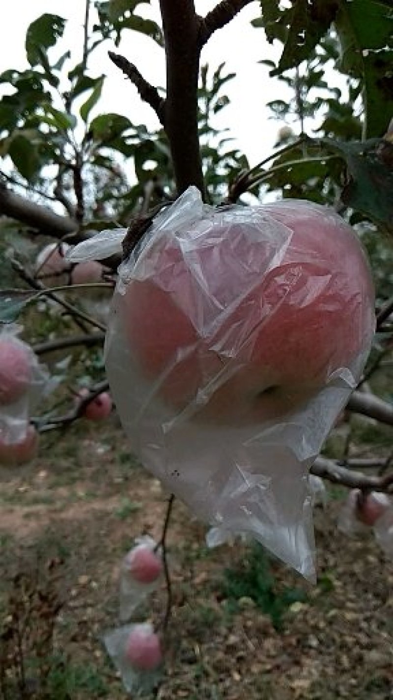 陕西红富士苹果一件代发对接电商微商，快递包邮，货源充足