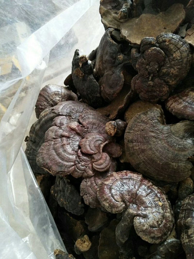 野生灵芝