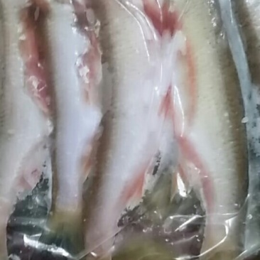 野生江鱼