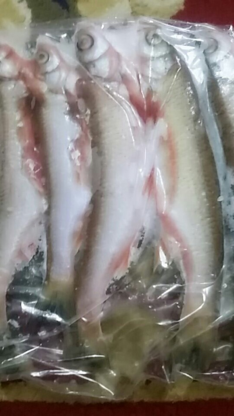 野生江鱼