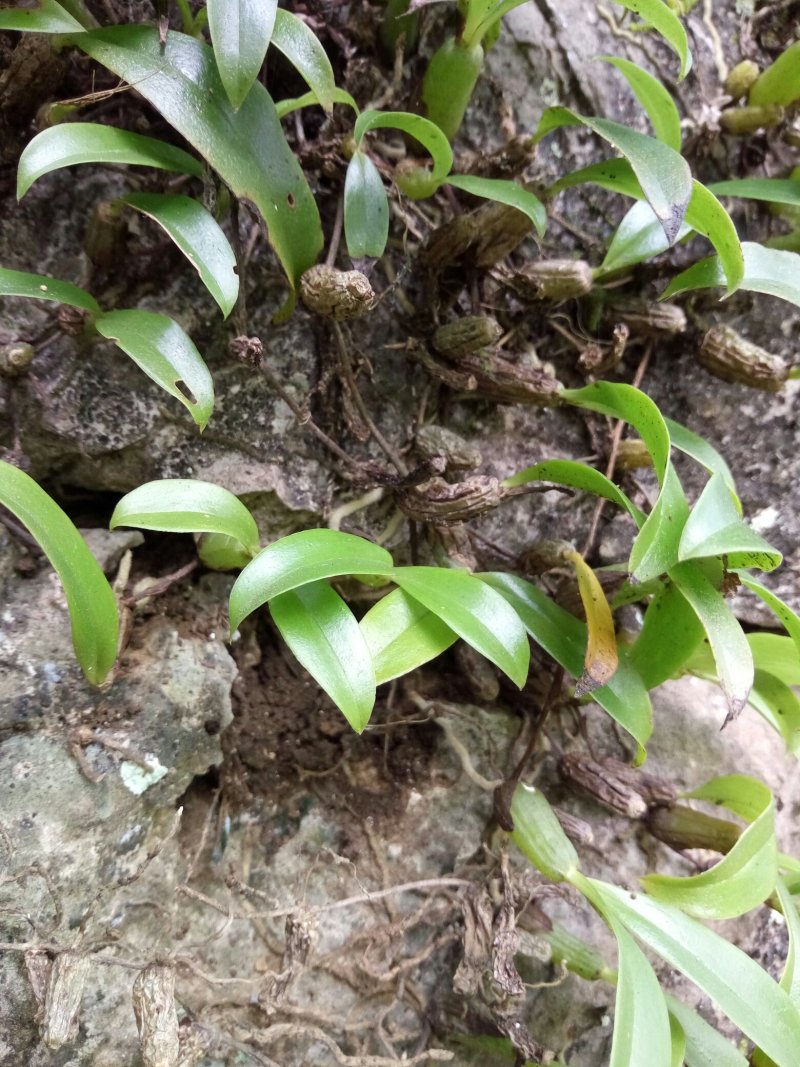 石鲜桃
