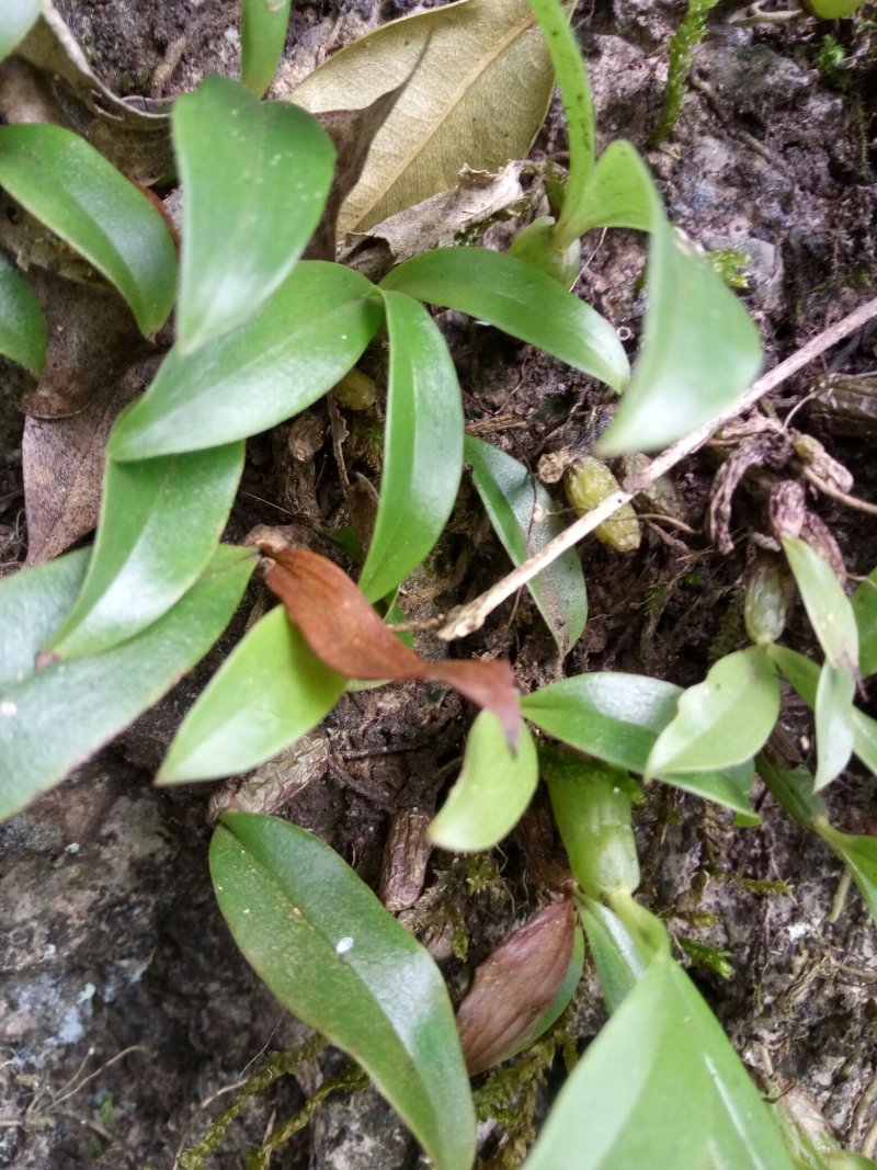 石鲜桃
