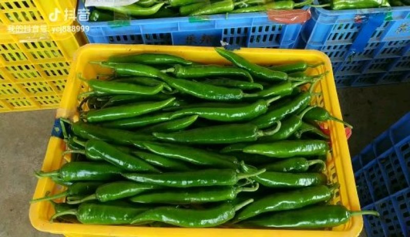 新鲜辣椒青皮尖椒，广东湛江辣椒产地市场隆重上市大量供应