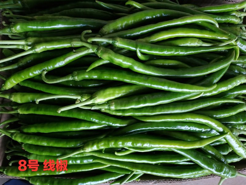 新鲜辣椒青皮尖椒，广东湛江辣椒产地市场隆重上市大量供应