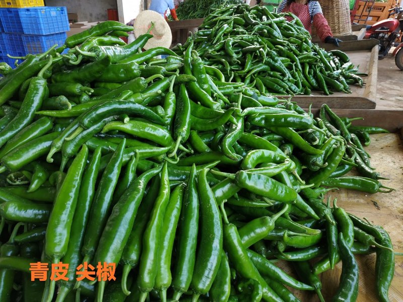 新鲜辣椒青皮尖椒，广东湛江辣椒产地市场隆重上市大量供应