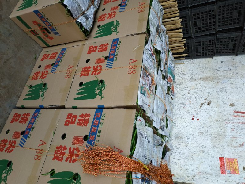 蔬菜海花红美人椒鲜辣椒广东湛江产地市场代收代办大量现货