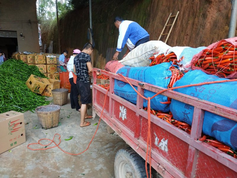 蔬菜海花红美人椒鲜辣椒广东湛江产地市场代收代办大量现货