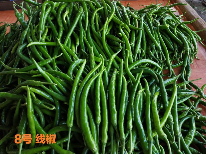 蔬菜海花红美人椒鲜辣椒广东湛江产地市场代收代办大量现货
