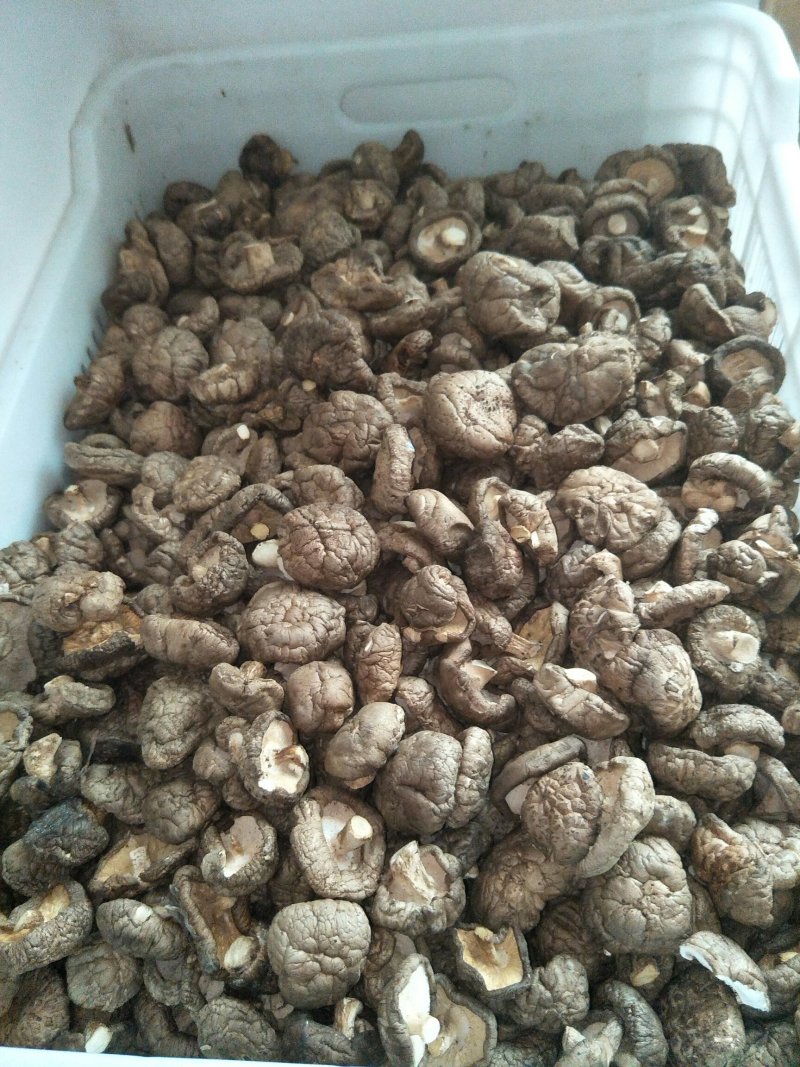出售优质各种规格干香菇