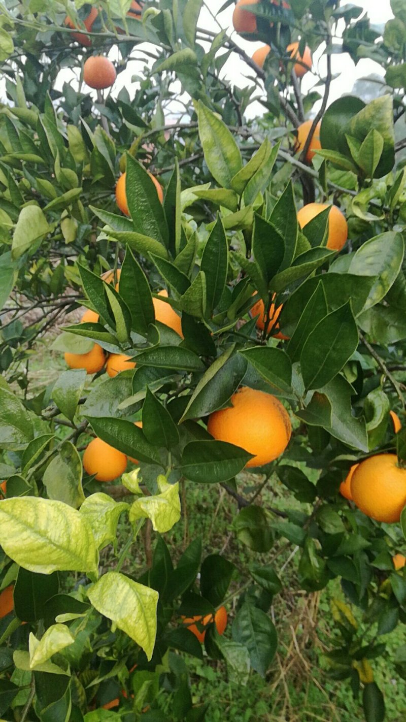 血橙