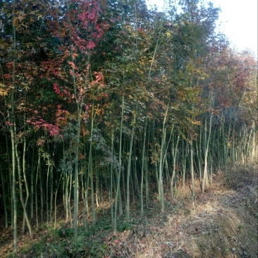 鸡爪槭3一一5公分