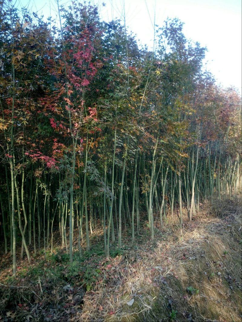 鸡爪槭3一一5公分