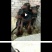 什么狗都有什么狗都有卡斯罗罗威纳大白熊中亚牧羊犬高加索莱