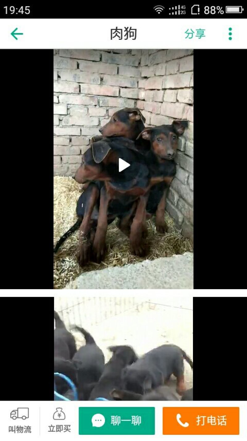 什么狗都有什么狗都有卡斯罗罗威纳大白熊中亚牧羊犬高加索莱