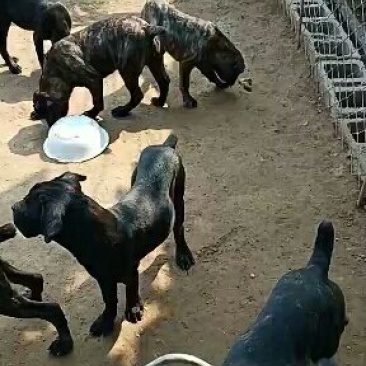 卡斯罗