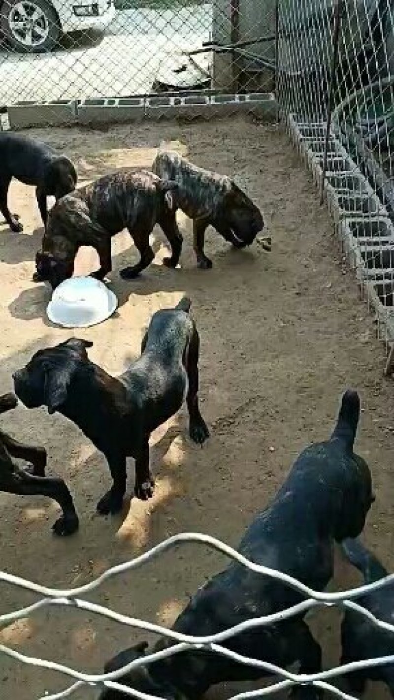 卡斯罗