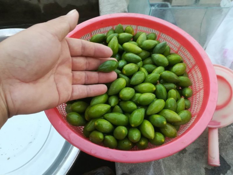 供应各种甜橄榄!