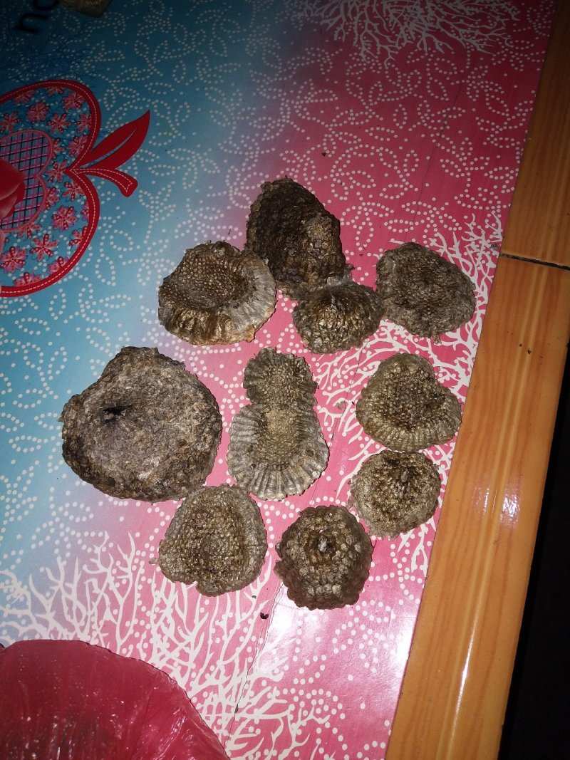 蜂房大小眼新货2024好货