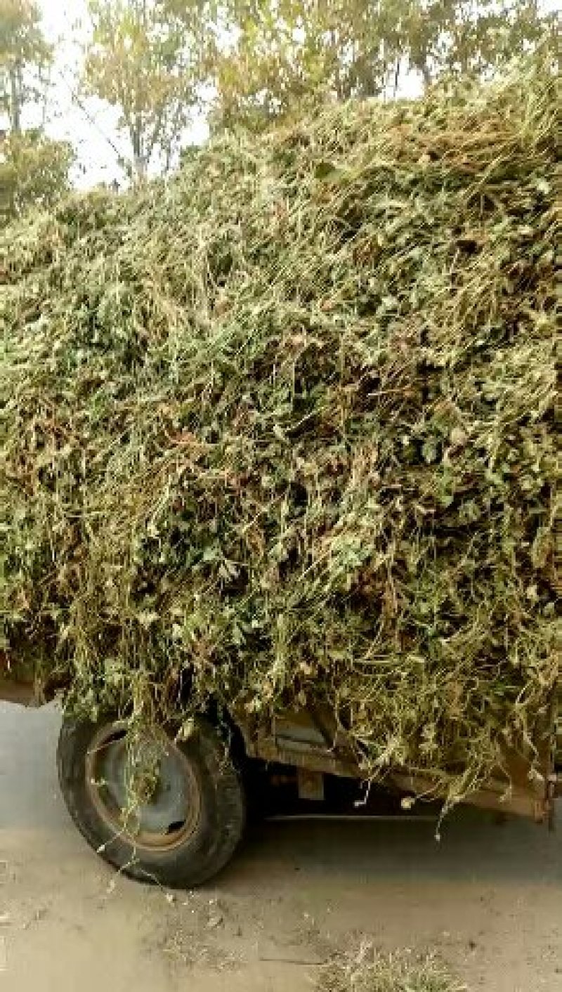 益母草大货，规格齐全